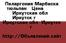 Пеларгония Марбаска тюльпан › Цена ­ 350 - Иркутская обл., Иркутск г.  »    . Иркутская обл.,Иркутск г.